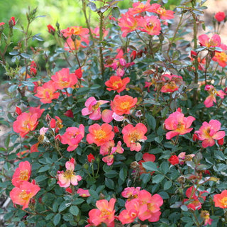 Rose ‘Oso Easy Hot Paprika’