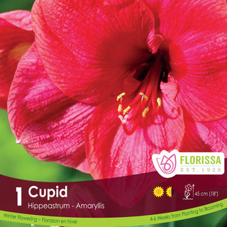 Amaryllis 'Cupid' (1/Package)