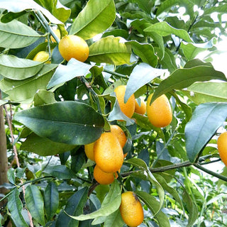 Citrus ‘Changsou Kumquat’