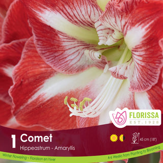 Amaryllis 'Comet' (1/Package)