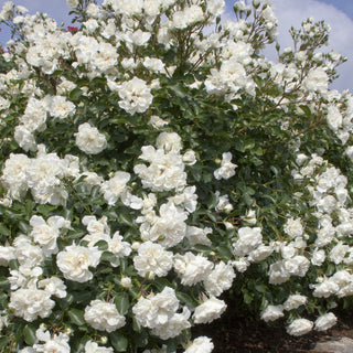 Rose ‘White Meidiland’