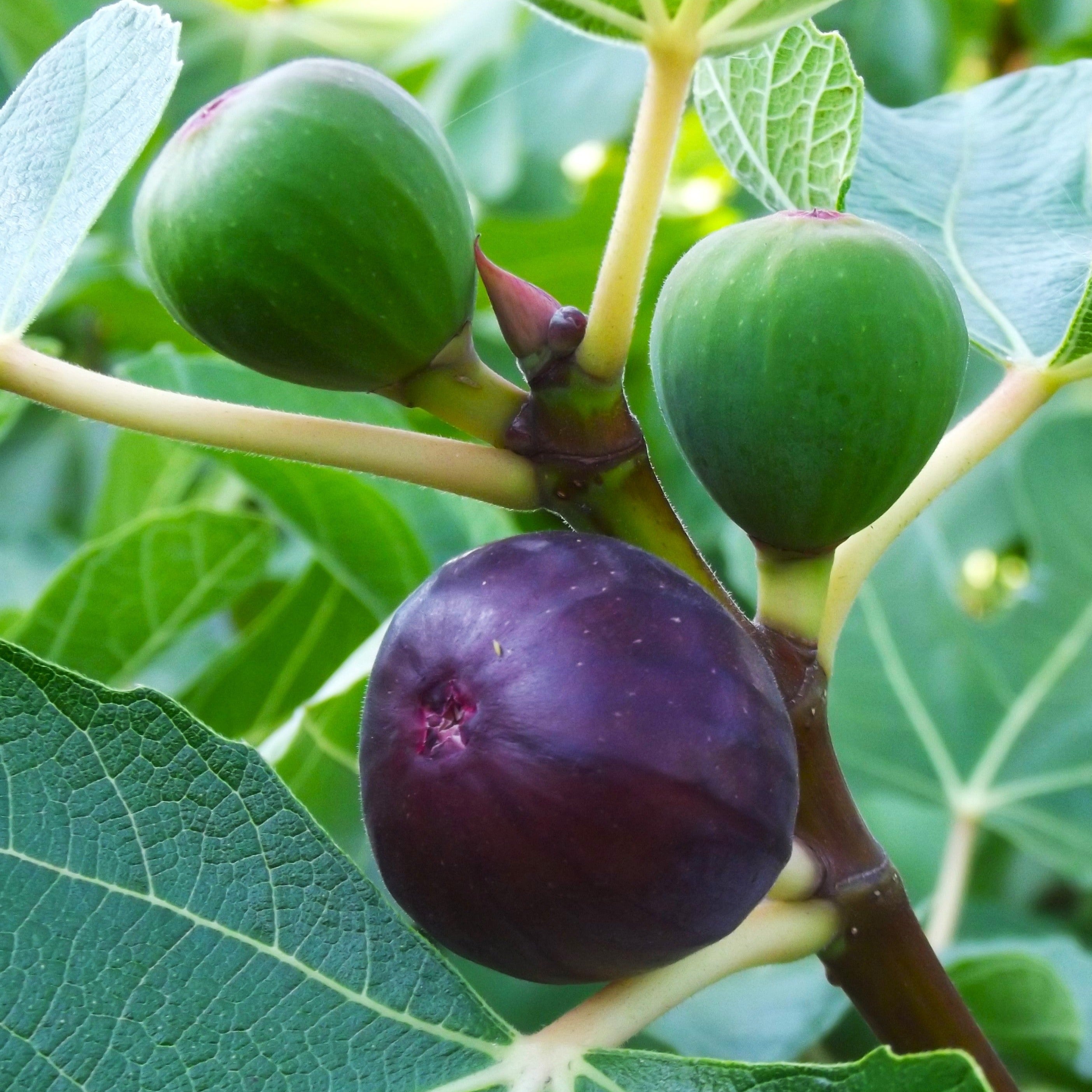 Fig, Ficus carica