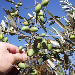 Olive - Olea europaea ‘Universal’