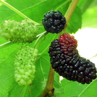 Mulberry - Morus x ‘Illinois Everbearing’