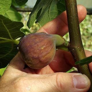 Fig - Ficus carica ‘Chicago Hardy’
