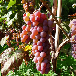 Grape - ‘Canadice’