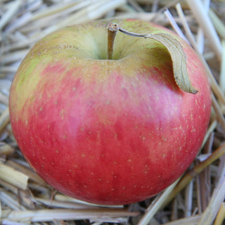 Apple - Malus domestica ‘Honeycrisp’ (M26 Rootstock)