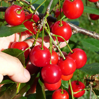 Cherry - Prunus cerasus ‘North Star’