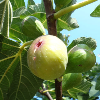 Fig - Ficus carica ‘Lattarula’