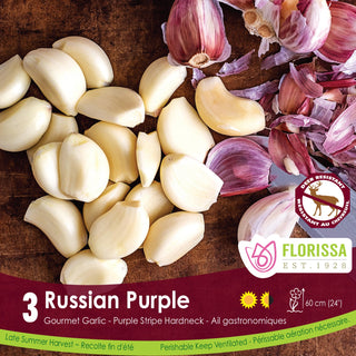 Russian Purple Garlic