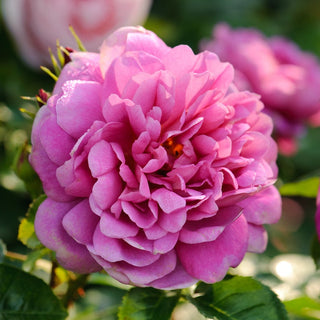Rose ‘Princess Anne’