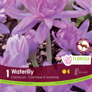 Crocus Waterlily (1/package)