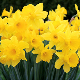 Narcissus (Daffodil) 'King Alfred' - Mesh Bag of 50