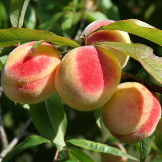Peach - Prunus persica ‘Reliance’