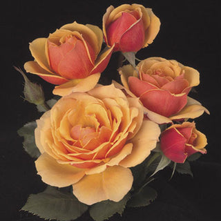 Rose ‘About Face’