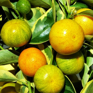 Citrus ‘Variegated Calamondin’