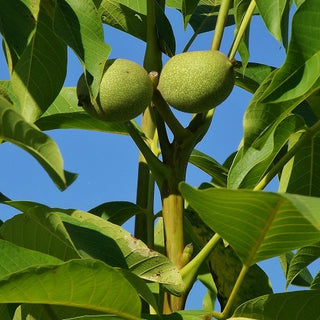 Walnut - Juglans regia ‘Carpathian’