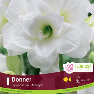 Amaryllis 'Donner' (1/Package)