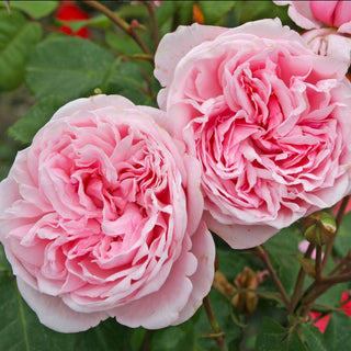 Rose ‘Arborose Kiss Me Kate’