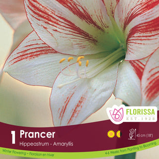 Amaryllis 'Prancer' (1/Package)