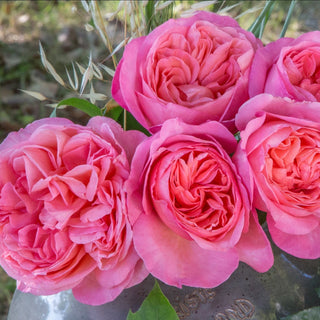 Rose ‘Sweet Mademoiselle’