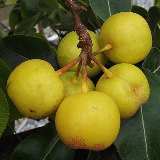 Asian Pear - Pyrus pyrifolia ‘Nijisseiki’