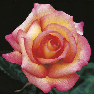 Rose ‘Sheila’s Perfume’