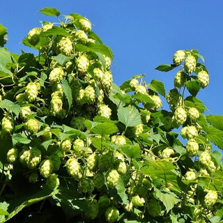 Hops - Humulus lupulus ‘Nugget’