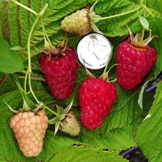 Raspberry - ‘Tulameen’