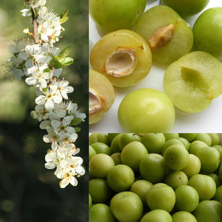 Plum - Prunus domestica ‘Green Gage’