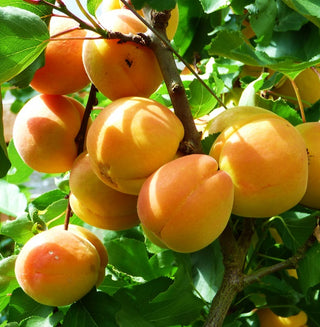 Apricot - Prunus armeniaca ‘Tilton’