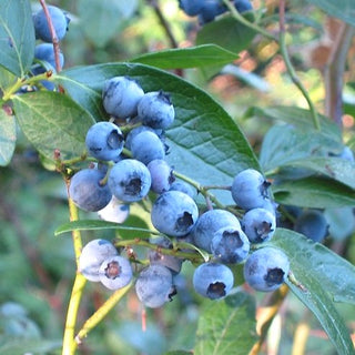 Blueberry - ‘Patriot’