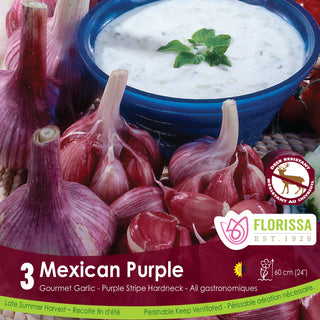 Mexican Purple Garlic