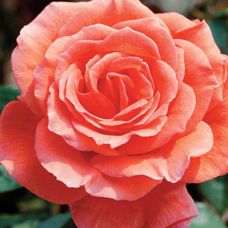 Rose ‘Tropicana’