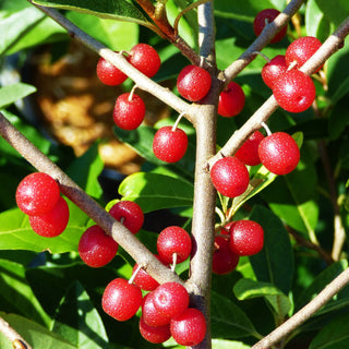 Autumn Olive - Elaeagnus umbellata ‘Ruby’