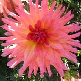 Dahlia ‘Just Peachy’