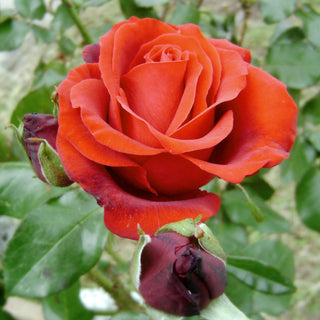Rose ‘Fragrant Cloud’