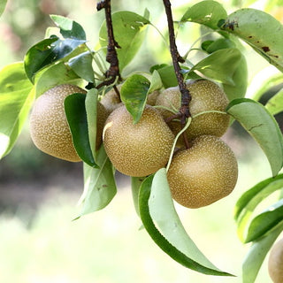 Asian Pear - Pyrus pyrifolia ‘Hosui’