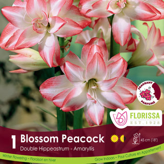 Amaryllis 'Blossom Peacock' (1/Package)