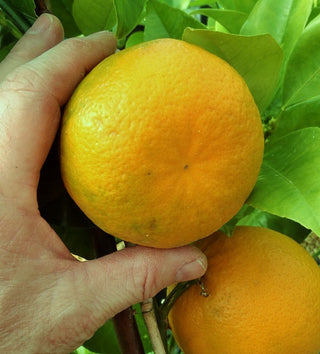 Citrus ‘Cocktail Grapefruit’