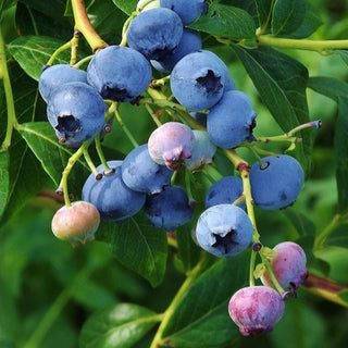 Blueberry - ‘Blue Crop’