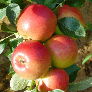 Apple - Malus domestica ‘Columnade Mac’