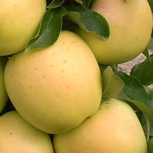 Apple - Malus domestica ‘Urban Golden Treat’