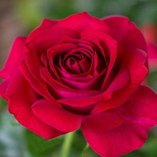 Rose ‘Stiletto’