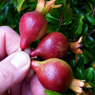 Pomegranate - Punica granatum ‘Nana’