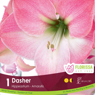 Amaryllis 'Dasher' (1/Package)