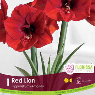 Amaryllis 'Red Lion' (1/Package)