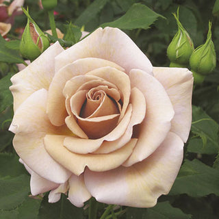 Rose ‘Koko Loko’