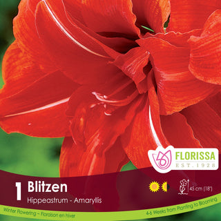 Amaryllis 'Blitzen' (1/Package)