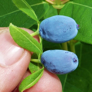 Honeyberry - Lonicera caerulea ‘Yezberry Solo’